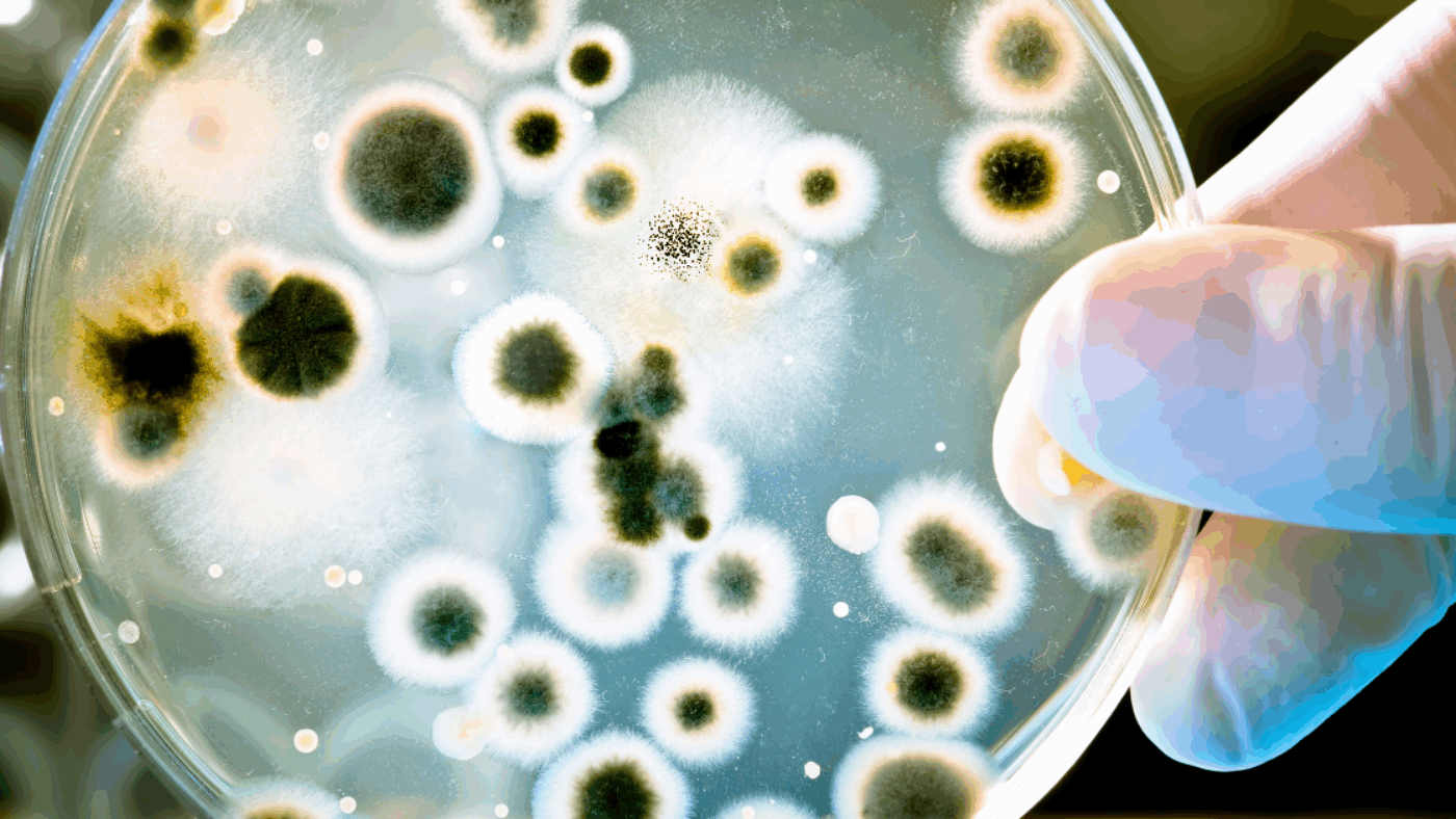 Gloved hand holding petri dish used to study microbes for understanding the pathogen elimination hierarchy in disinfection.
