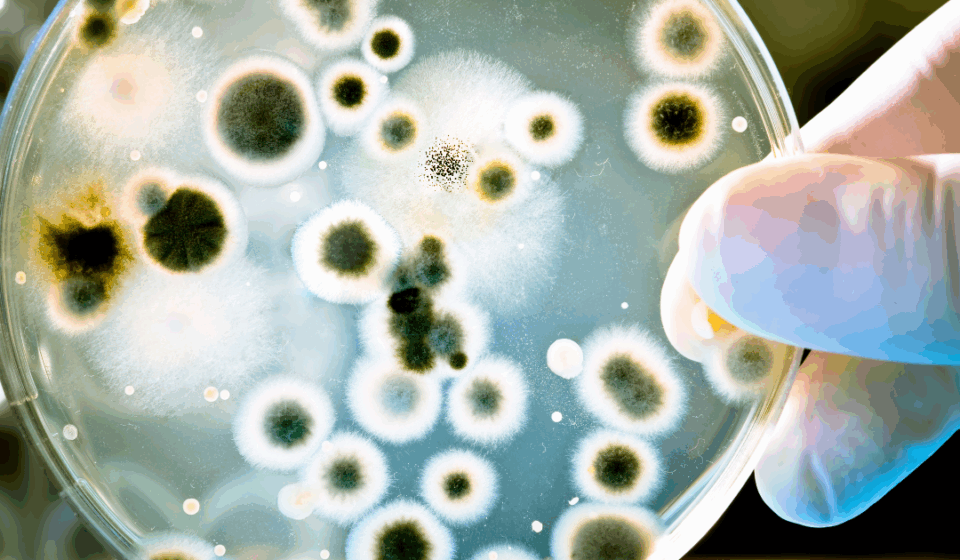 Gloved hand holding petri dish used to study microbes for understanding the pathogen elimination hierarchy in disinfection.